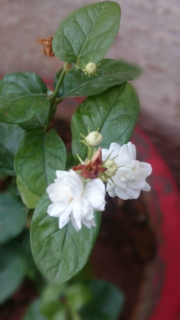 my click Flower