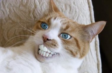 great laugh??