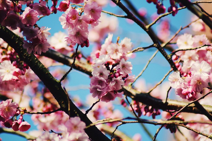 Cherry