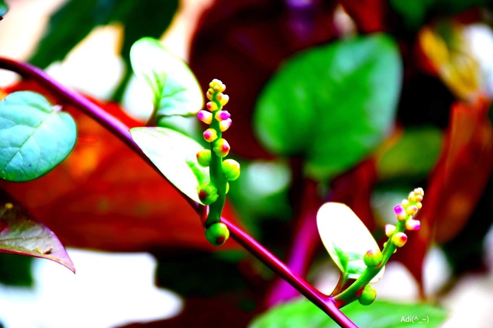 vibrant plant