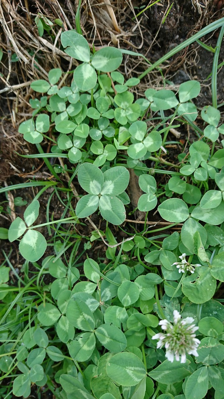 Lucky