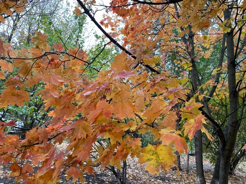 Yellow, Red, Orange
