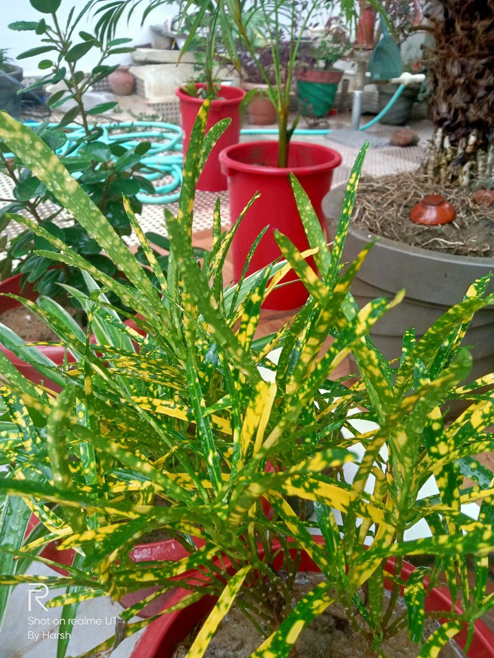 Plants With A Hue Of Happiness