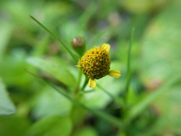 Blooming