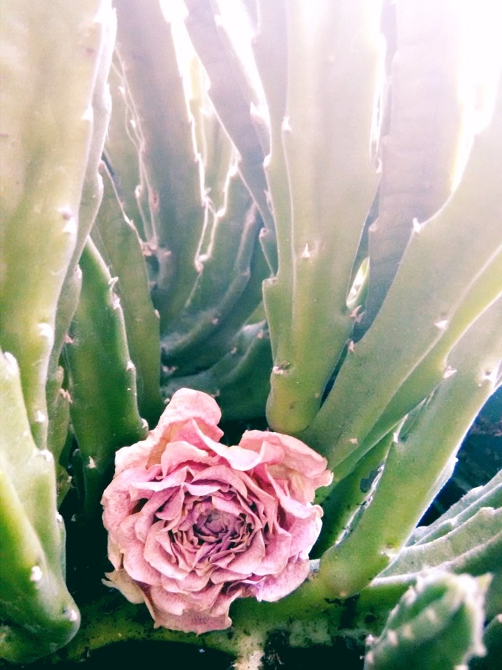 The flower in flower