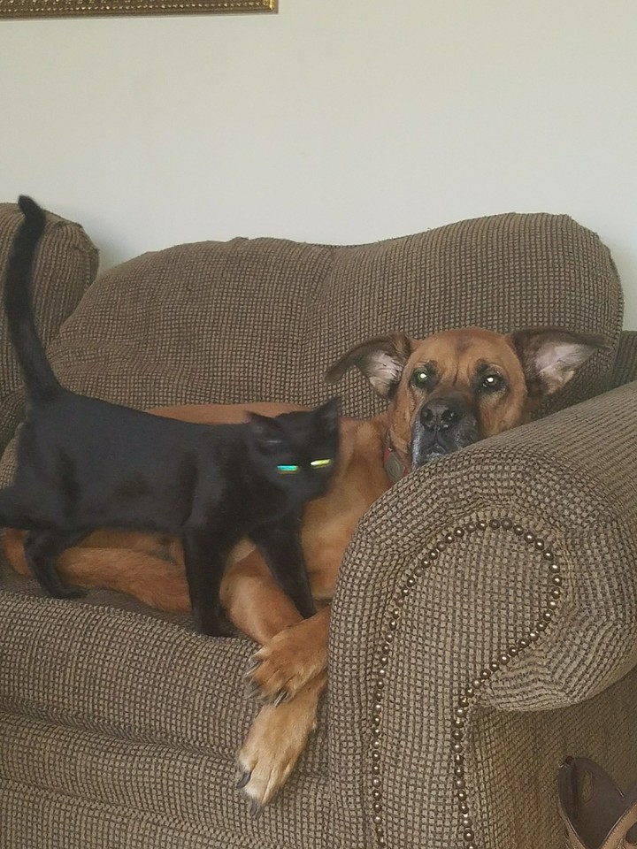 Binxs and Brutis