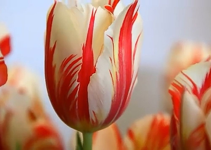 17th century tulip bulbs