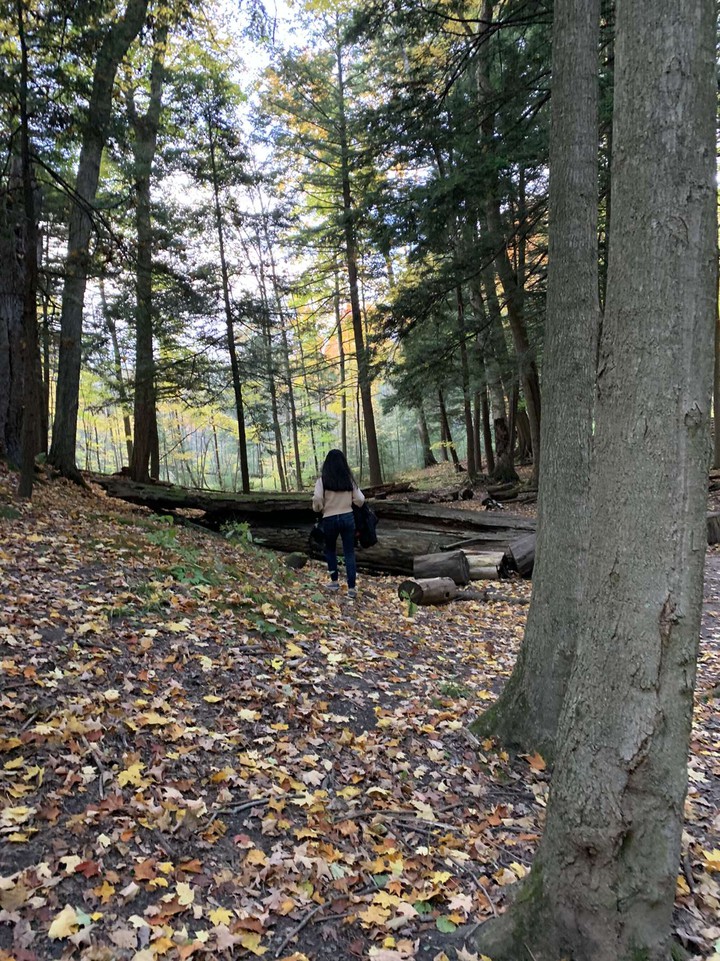 out in the woods