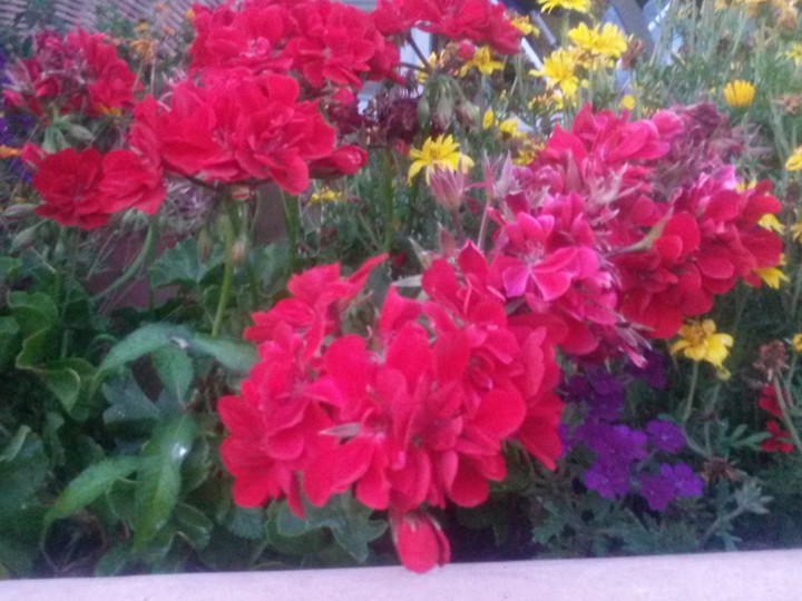 Flowers