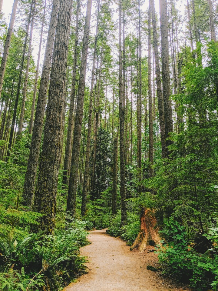 green trees