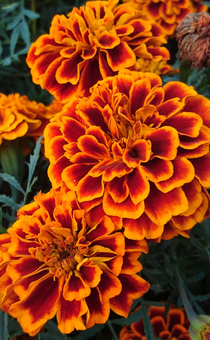 Flower power