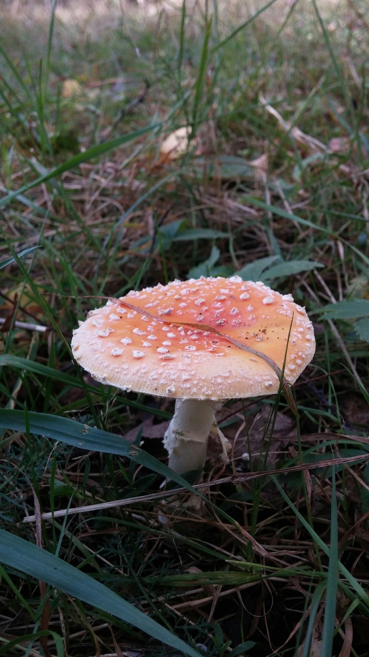 fly agaric