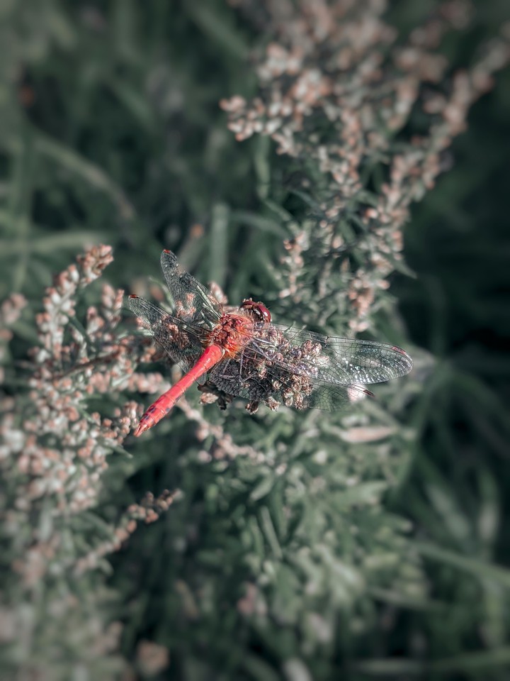 Dragonfly