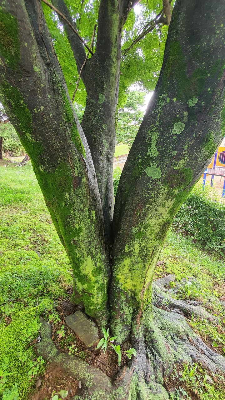 wood
