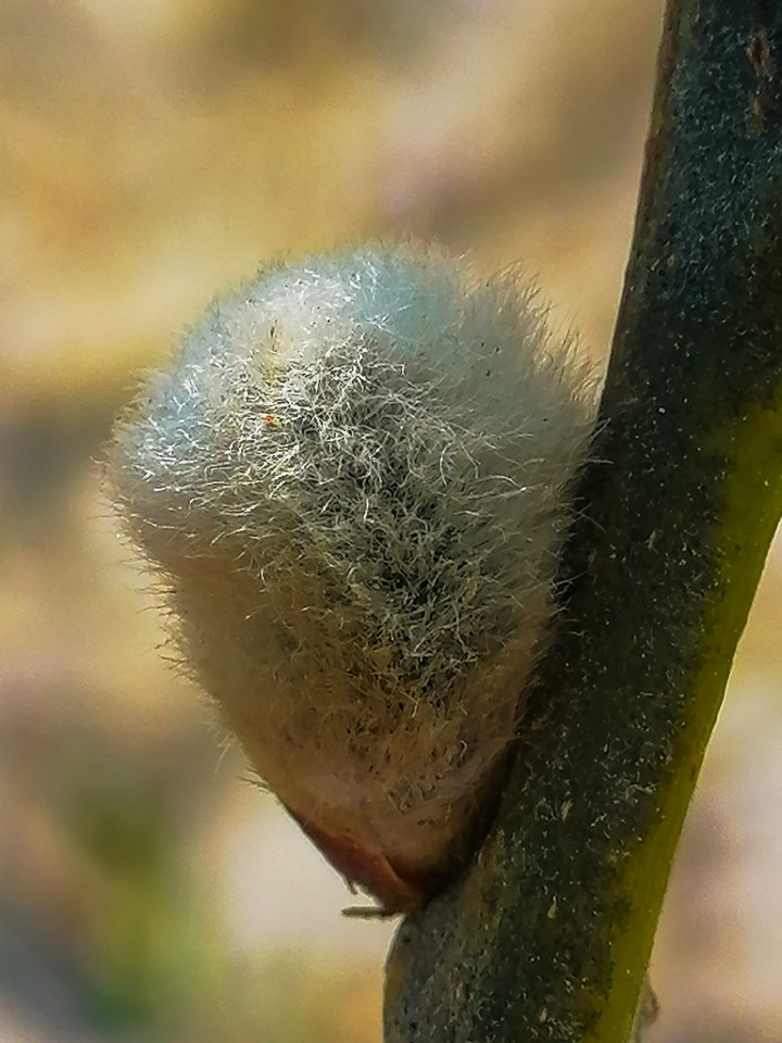 Willow Branch