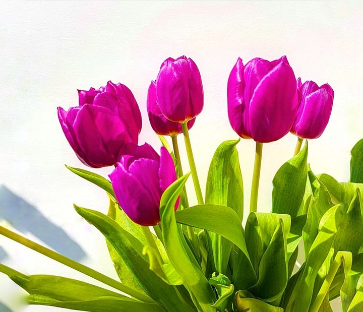 tulips