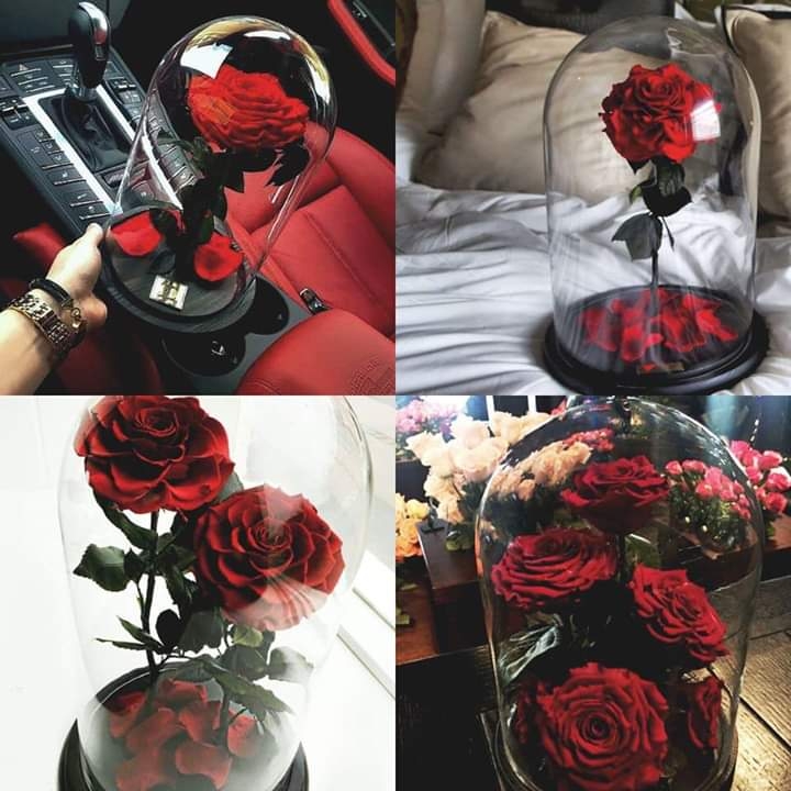 Pretty Red Rose
