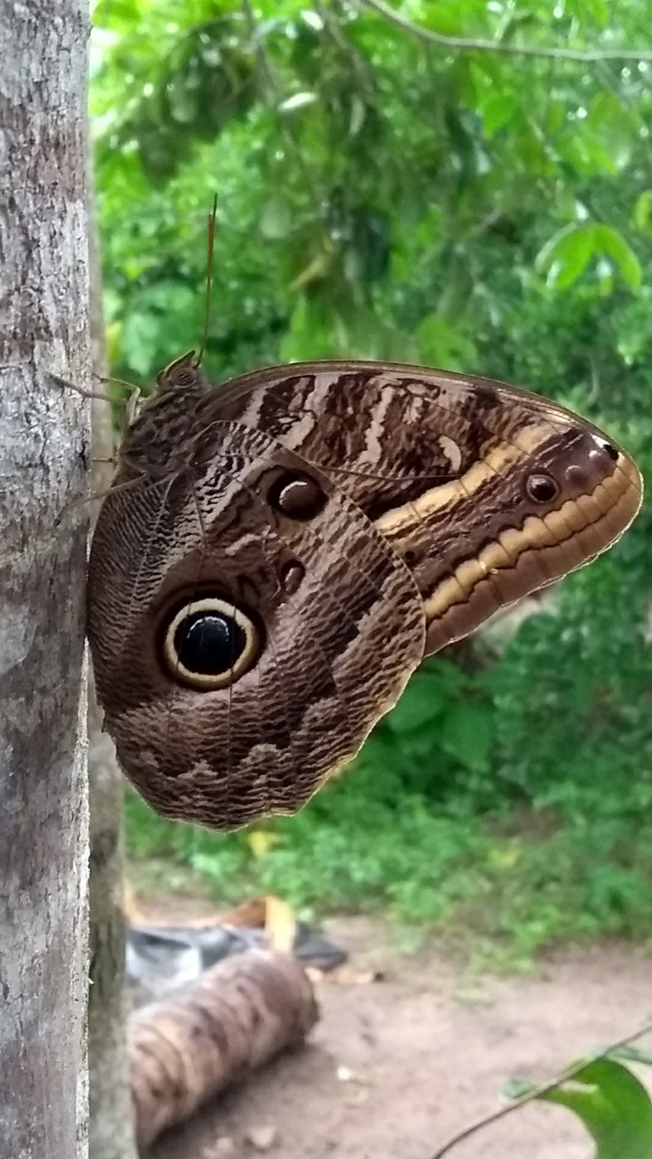 Borboleta