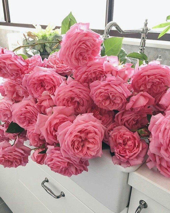 Garden Roses