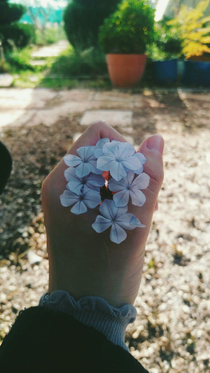 Blue roses