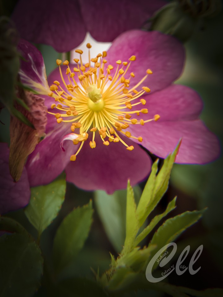 Red yellow flower...