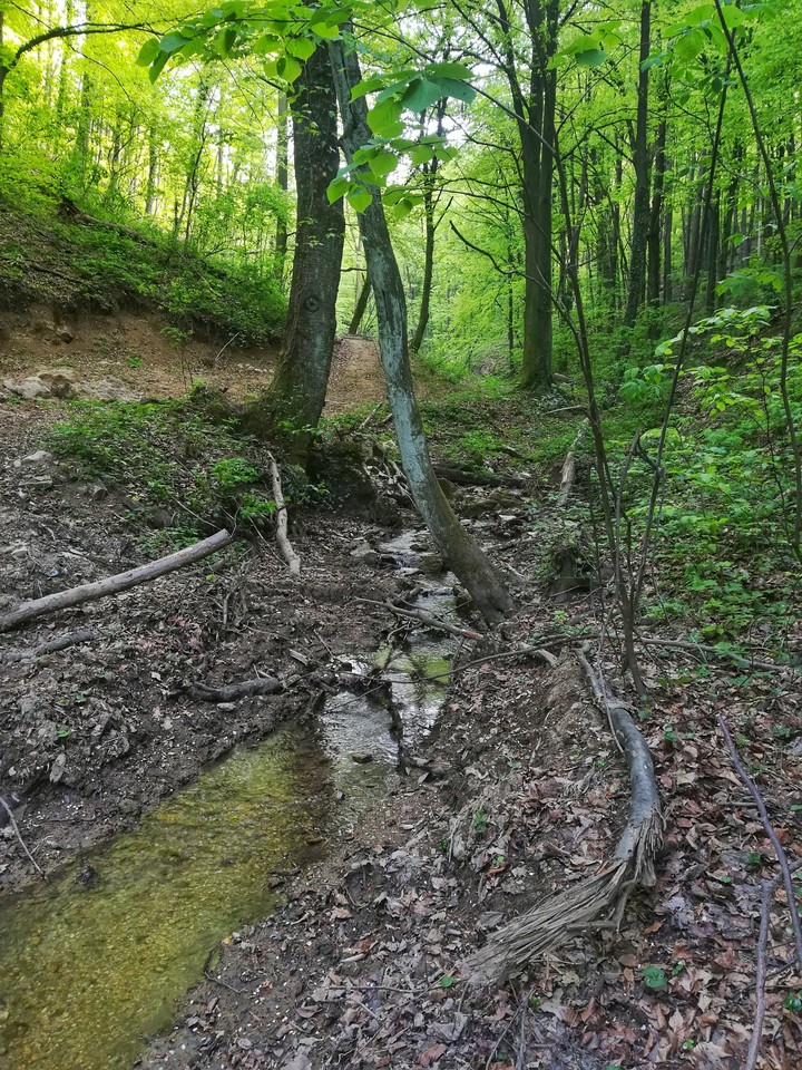 in the woods