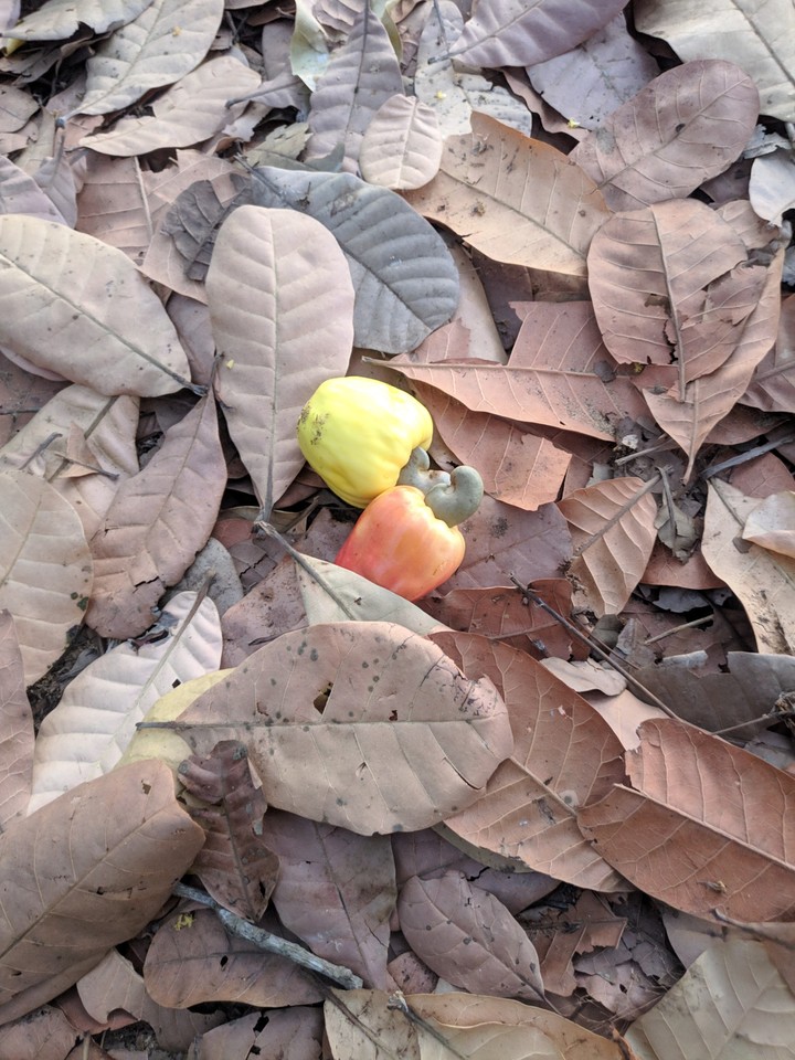 cashew apple