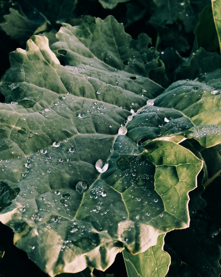 water pearls.