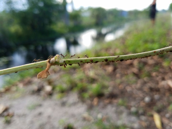 Ants on a stick