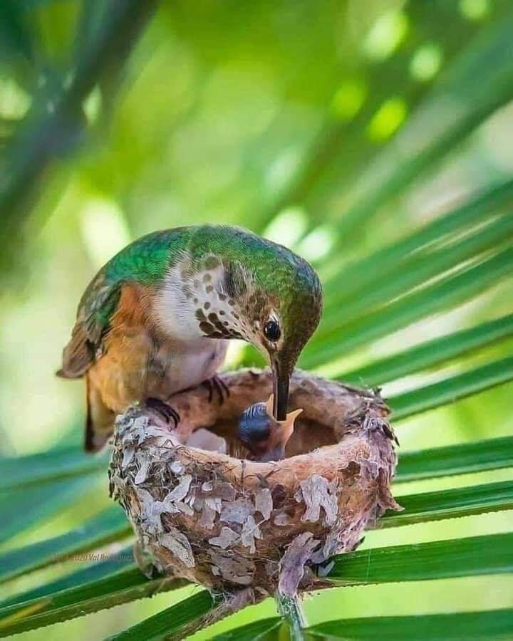 .