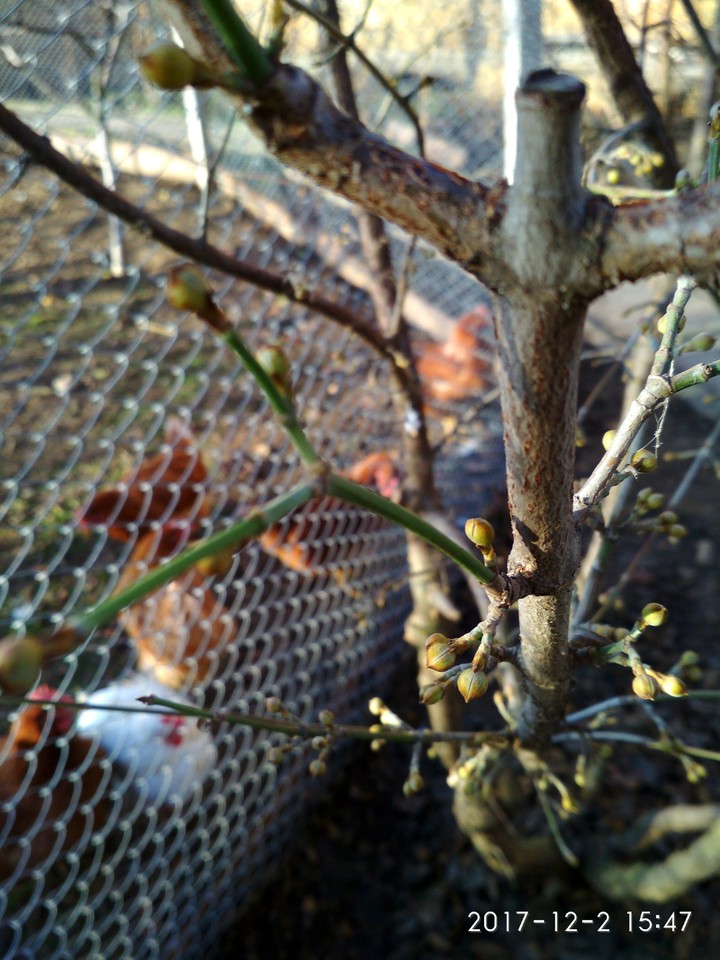 spring in winter
