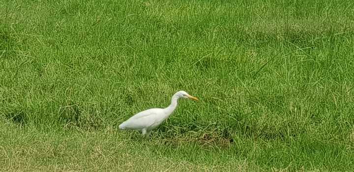 birds