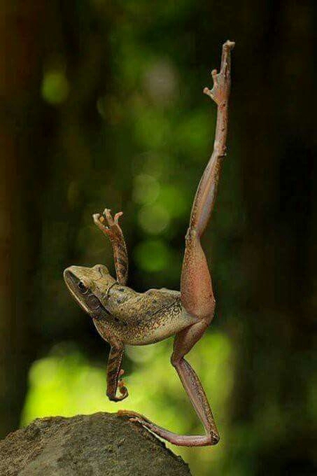 YOGA FROG