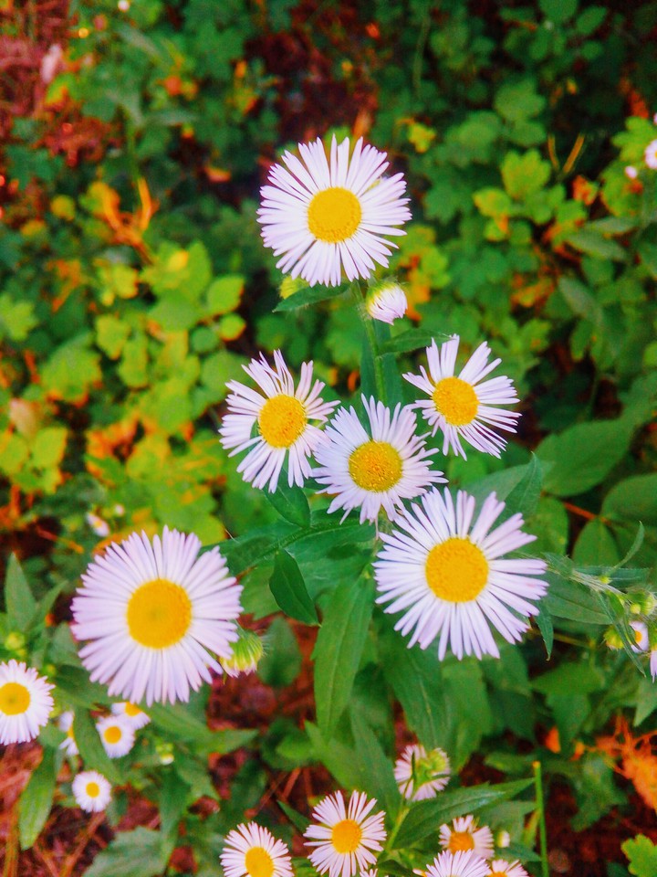 Daisies