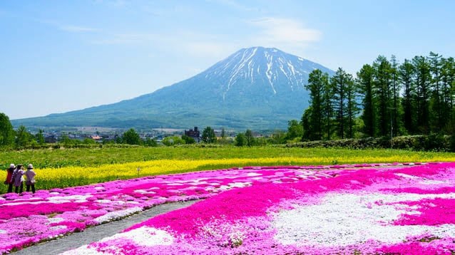 moss phlox & Mt Yoteizan
