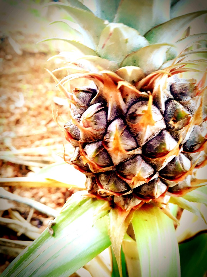 mobile photography