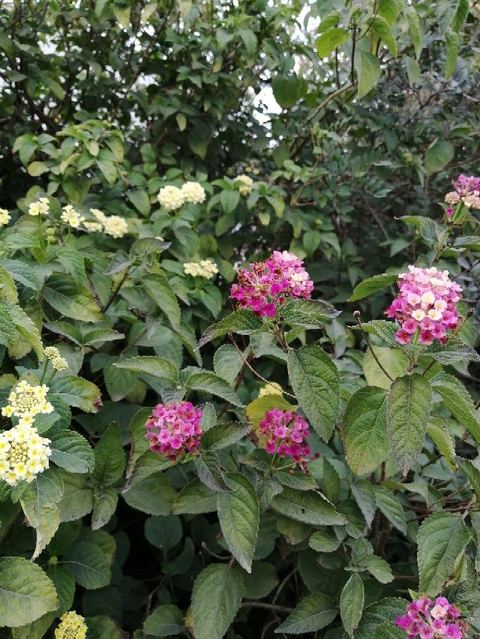 Winter flowers in Algeria