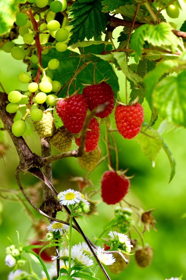 raspberry’s und flowers