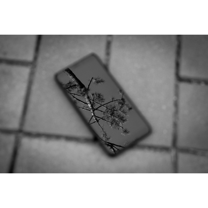 소나무