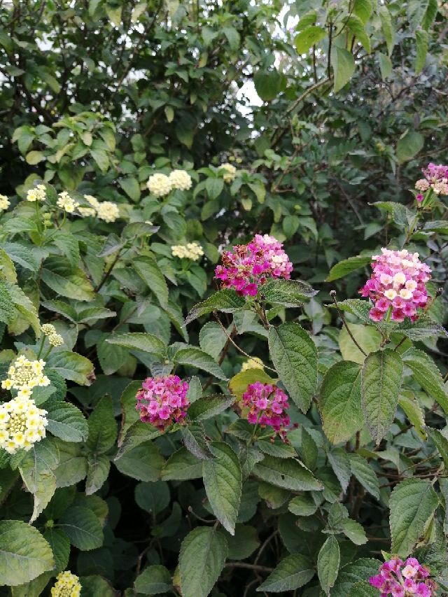 Winter flowers in Algeria