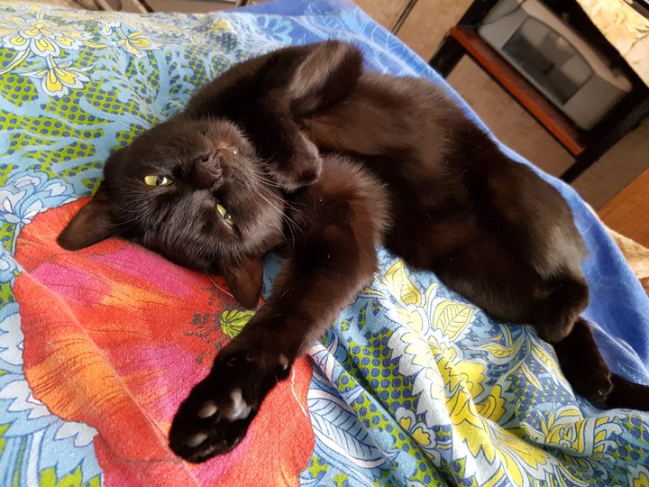 кошка