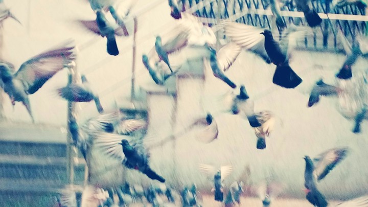 birds