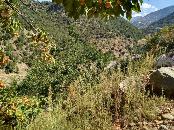 fruit harvest
