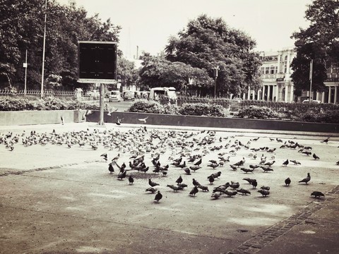 Birds