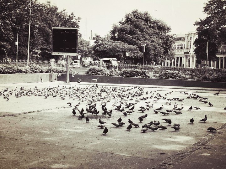 Birds