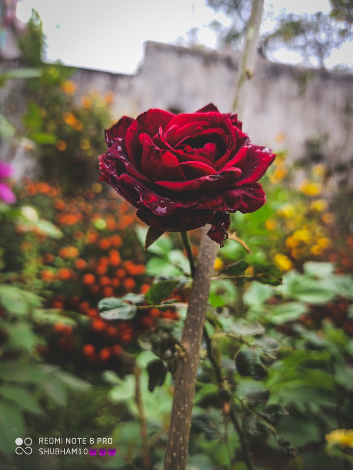 red rose