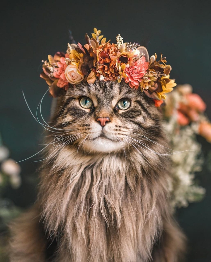 цветочный кот