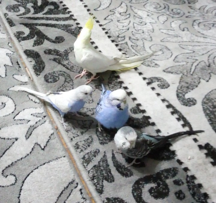 kuşlar v