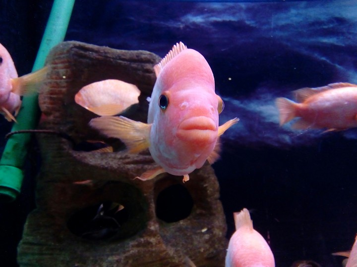 pink_fish
