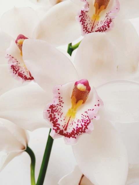 papéis de parede pink, cattleya